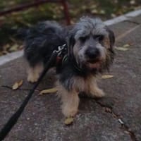 Gute-Laune-Bär Luca sucht Zuhause (C), Hund zur Adoption