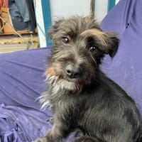 Fips auf Pflegetelle in Osterrade, Hund zur Adoption