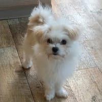 Picur in 27478 Cuxhaven #, Hund zur Adoption