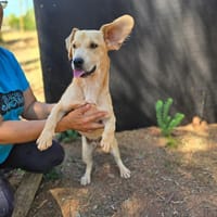 Fino auf Pflegestelle in Oftersheim, Hund zur Adoption