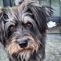 PERCY - sanftes Kerlchen, Hund zur Adoption