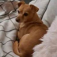 Milow auf Pflegestelle in Heide, Hund zur Adoption