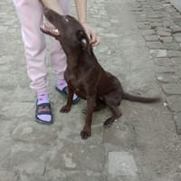 PHOEBE - geb. ca. 01/2025 - Labrador Mix, Hündin zur Adoption