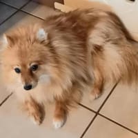 Kessy in 27478 Cuxhaven #, Hündin zur Adoption