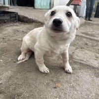 Kleine Lina ❤🐾 sucht liebevolle Hundee, Hündin zur Adoption