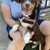 FERRIS - geb. 08/2024 - ca. 35cm/9kg, Hund zur Adoption