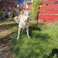 Pulcino sucht ein liebevolles Zuhause, Hund zur Adoption