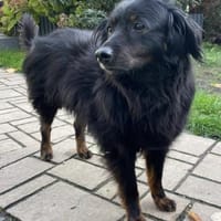 Liebe Lana, HĂŒndin zur Adoption