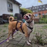 Ozzy sucht sein Zuhause, Hund zur Adoption