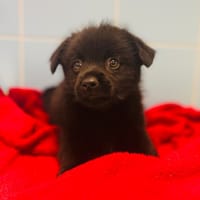 Ron, chien à adopter