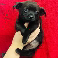 Harry, chien à adopter