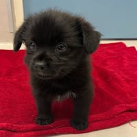 Hermione, chienne à adopter