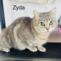 Zyda, chatte à adopter