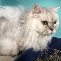 SAEROS, chat à adopter