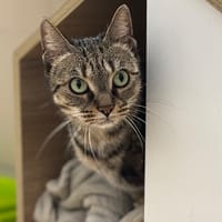 Elfie Cab4405, chatte à adopter