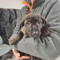 LAINIE, chienne à adopter