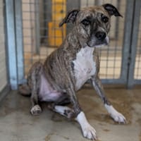 PURPLE, chienne à adopter