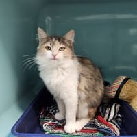 Carly, chatte à adopter