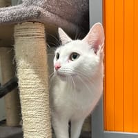 CALI, chatte à adopter