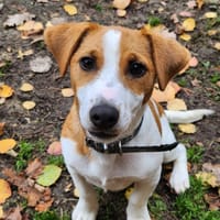 BOLT, chien à adopter