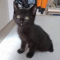 Alios, chat à adopter