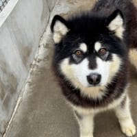 Mamotto, chien à adopter