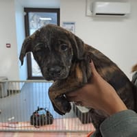 TRICOT, chien à adopter