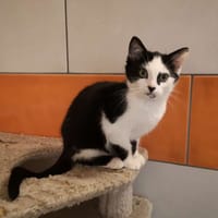 noodles Réservé, chat à adopter