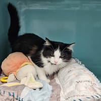 Shadow, chat à adopter