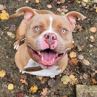 ADDOCK, chien à adopter