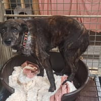 FUEGO, chienne à adopter