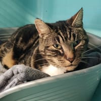 ANATOLE, chat à adopter