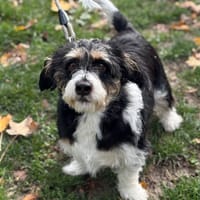 Pixou CAA14289, chien à adopter