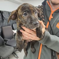 PELOTE, chienne à adopter