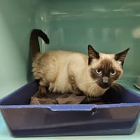 Franky, chat à adopter