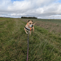 SONYA, chienne à adopter