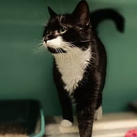 Santa, chatte à adopter