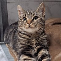 NACHO, chat à adopter
