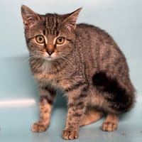 Pomme CAB4774, chatte à adopter