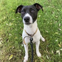 RICKY, chien à adopter