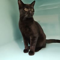 Tesco, chat à adopter