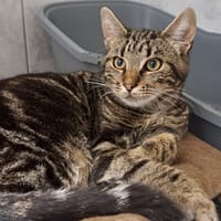 TACO, chat à adopter