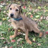 Kenza CAA14308, chienne à adopter