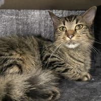 So-Mum (en cours d'adoption), chatte à adopter