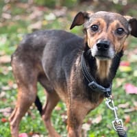 Kovu CAA14306, chien à adopter