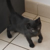 Alasia, chatte à adopter