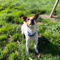 trico, chien à adopter