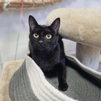APPY, chatte à adopter