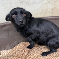 Hai, chienne à adopter