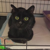 GABIN, chat à adopter